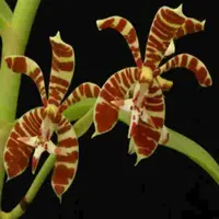 Staurochilus fascistius sp.