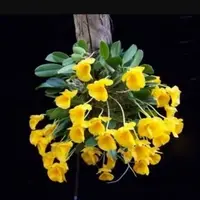 Dendrobium jinkinsii sp.