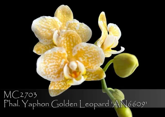 Phalaenopsis Yaphon Golden Leopard 'AN6609 , Note : Amazing Mini Harlequin' (Phalaenopsis)