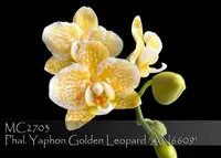 Phal Yaphon Golden Leopard 'AN6609 , Note : Amazing Mini Harlequin '