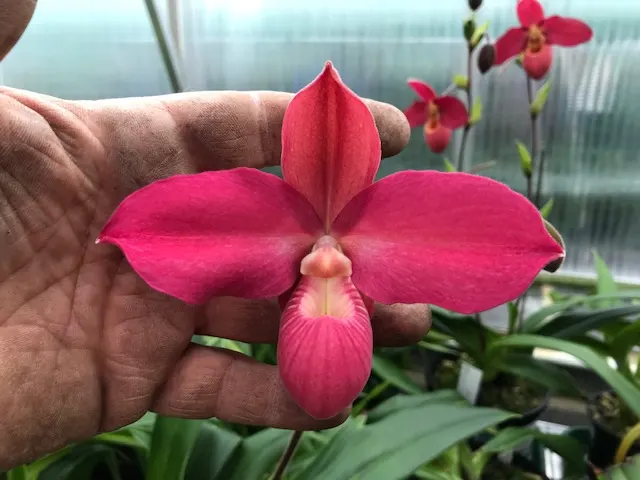 Phragmipedium Memoria Emma Decker (Phragmipedium)