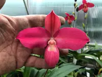 Phragmipedium Memoria Emma Decker (Don Wimber x kovachii)