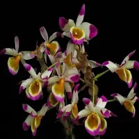 Dendrobium pendulum sp.