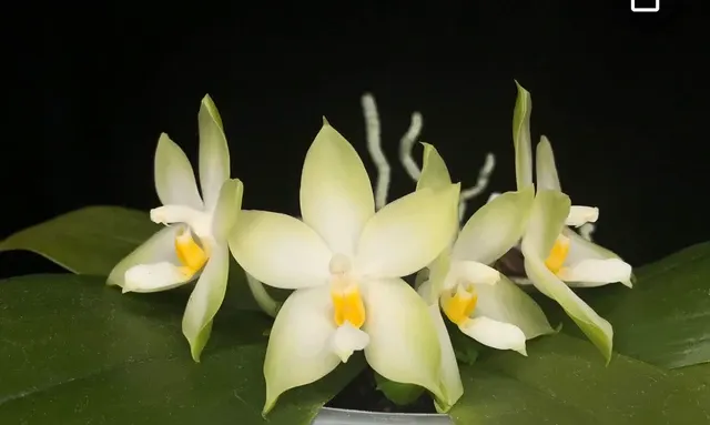 Phalaenopsis violacea var alba (Phalaenopsis)