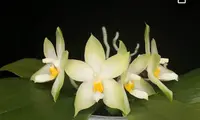 Phalaenopsis violacea var alba