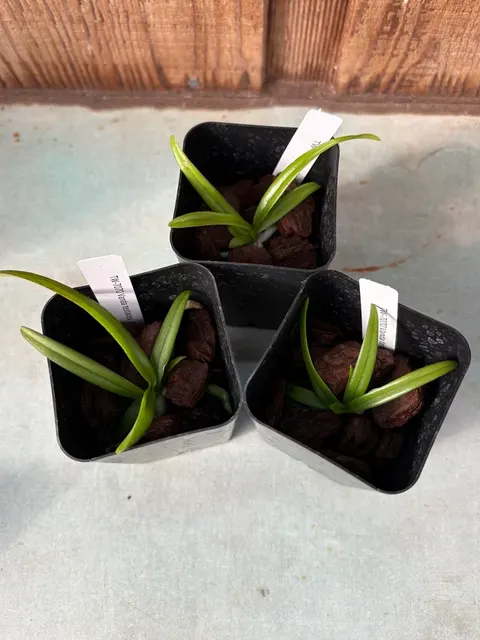 Vanda testacea (Vanda)