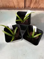 Vanda testacea