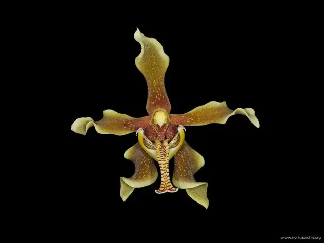 Paraphalaenopsis labukensis (Paraphalaenopsis)