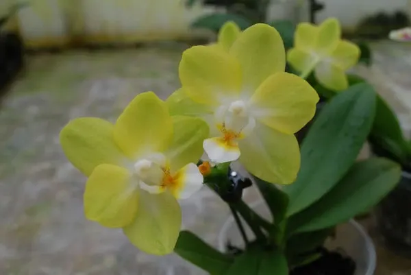 Doritaenopsis SOGO GOLDEN TIMOTHY