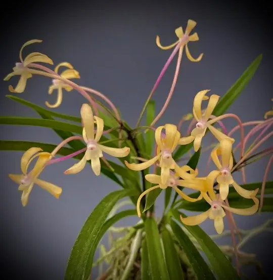 Neofinetia falcata 'Yubae' (Neofinetia)