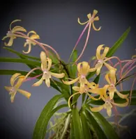 Neofinetia falcata ‘Yubae’