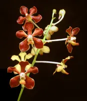 Vanda mariae