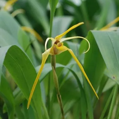 Maxillaria bradei (Maxillaria)