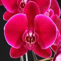 Phalaenopsis Ox Black Face