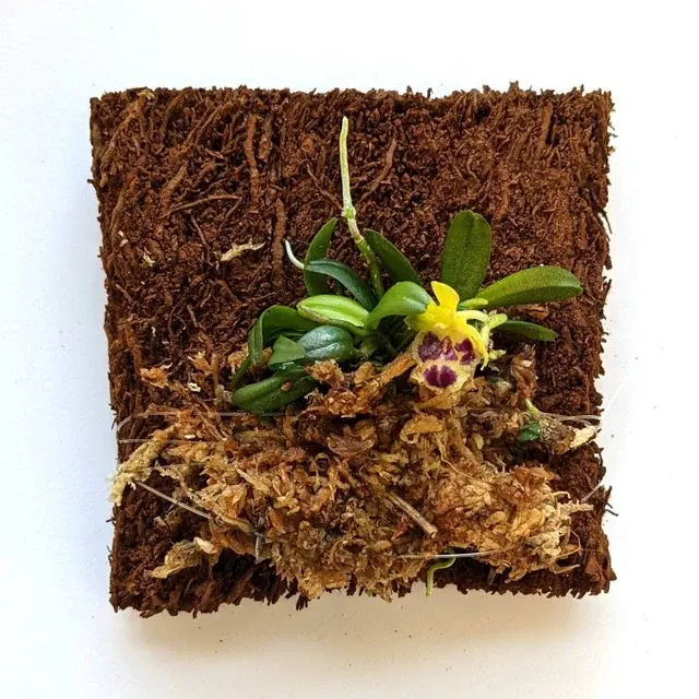 Haraella retrocalla (Haraella)