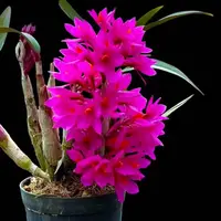 Dendrobium Hibiki (Blooming Size)