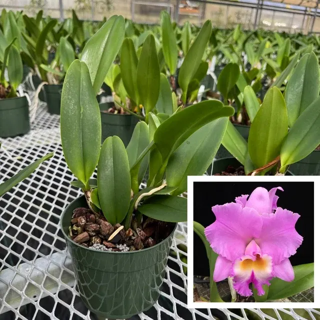 Rhyncholaeliocattleya Volcano Feeling - Not Blooming 'Volcano Queen' (Rhyncholaeliocattleya)