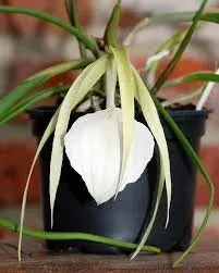 Brassavola Guiseppi (Brassavola)