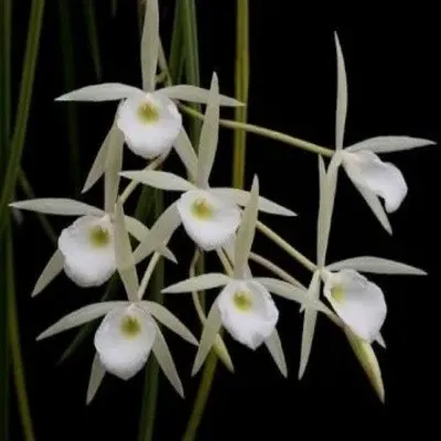 Brassavola perrinii sp (Brassavola)