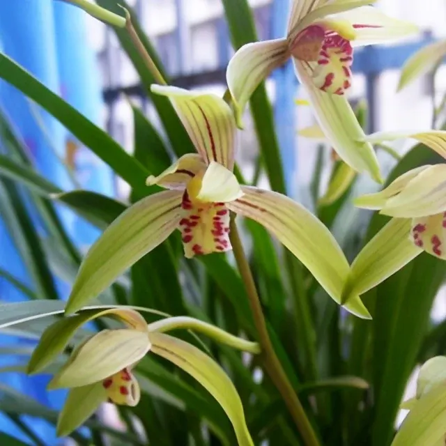 Cymbidium ensifolium 'Xiao-Tao-Hong' (Cymbidium)