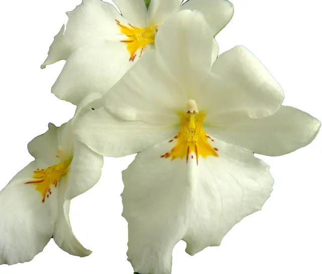 Miltoniopsis Sun Glow ‘Amazing’ FRAGRANT BLOOMS Easy To Grow, White Flowers, Pansy Orchid SEEDLING SIZE OFFERED. NOT IN BLOOM/BUD WHEN SHIPPED (Miltoniopsis)