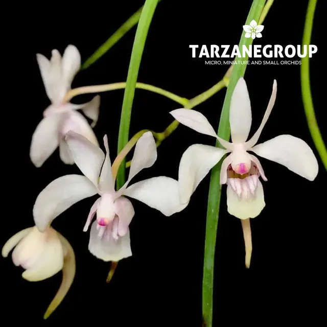 Holcoglossum lingulatum (Holcoglossum)