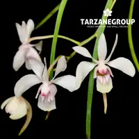 HOLCOGLOSSUM LINGULATUM SMALL ORCHID MOUNTED