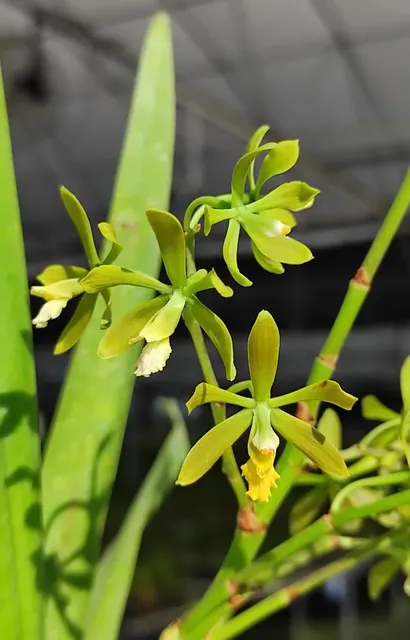 Encyclia thienii (Encyclia)