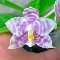 MCL300 Phalaenopsis Mituo Purple Tiger 'Starry Night'