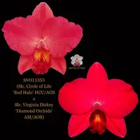 Cattleya Orchid Hybrid SVO11353 (Slc. Circle of Life 'Red Halo' HCC/AOS x Slc. Virginia Dickey 'Diamond Orchids' AM/AOS)