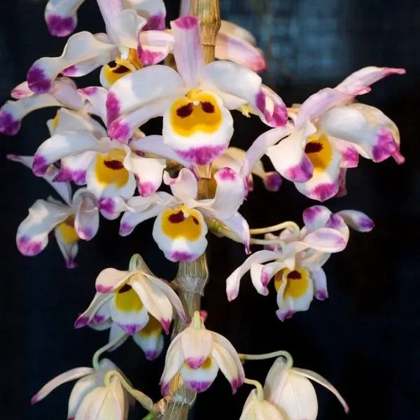Dendrobium wardianum sp (Dendrobium)
