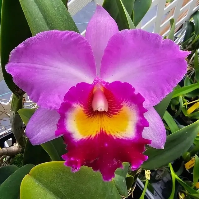Rhyncholaeliocattleya Tokyo Bay 'Victory' (Rhyncholaeliocattleya)