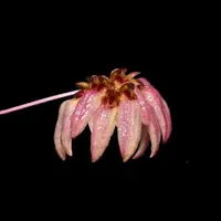 Bulbophyllum auratum Purple