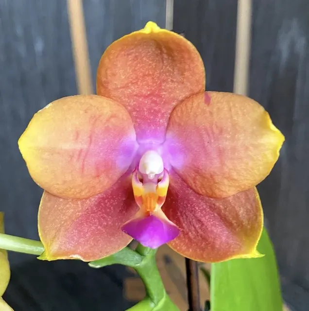 Phalaenopsis speciala