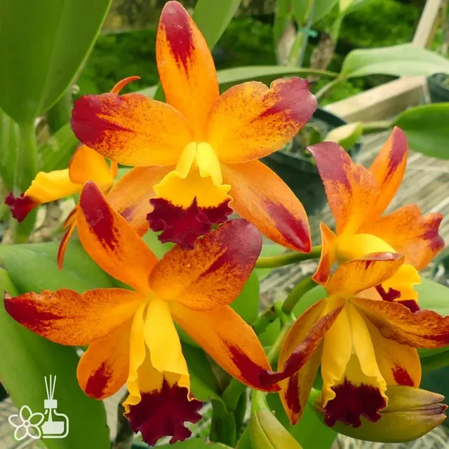 Cattleya Varut Startrack 'Golden Tiger' (Cattleya)