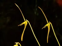 Barbosella cucullata