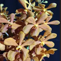 Mokara Orchid Plant Yellow Star x Chark Guan Orange - Top Cutting Small