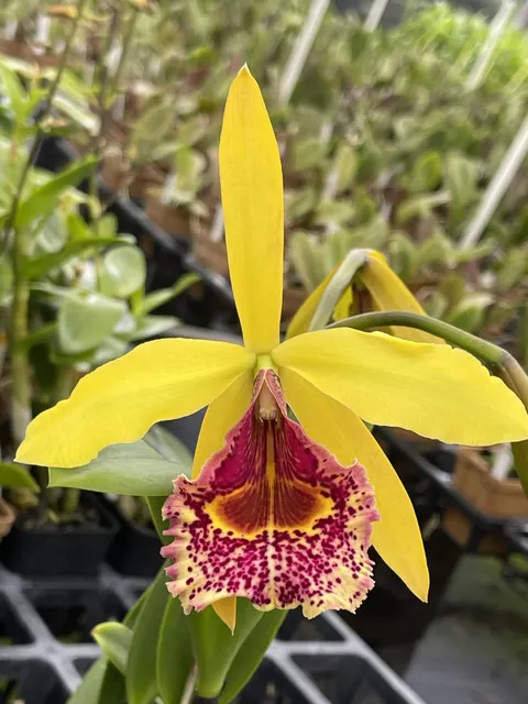 Brassocattleya Keowee 'Mendenhall' (Brassocattleya)