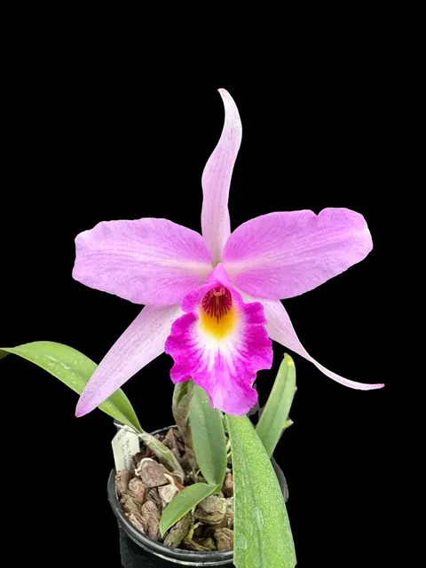 Brassolaeliocattleya Kruger Harlequin (Brassolaeliocattleya)
