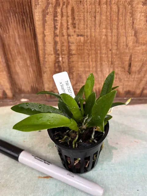 Laelia praestans f alba x (Laelia)