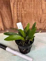 Laelia praestans f. alba x Sophronitis mantiqueriae