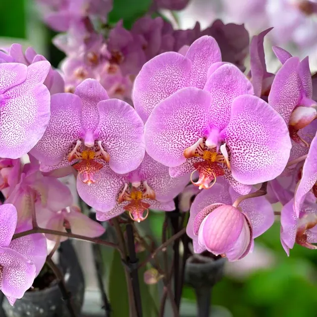 Phalaenopsis Formation - Exemplare Impresionante