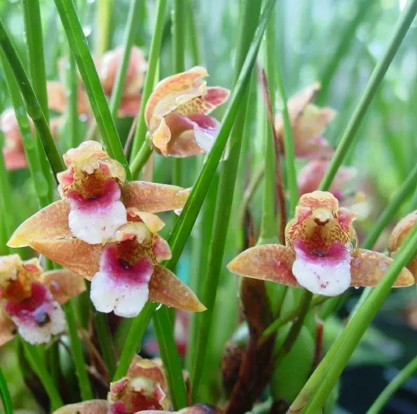 Maxillaria sanguinea (Maxillaria)