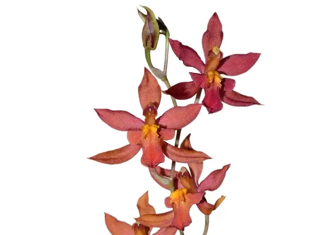 Cyrtocidium Ecuagenera (Cyrtocidium)