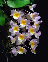 Dendrobium farmeri (pink form)