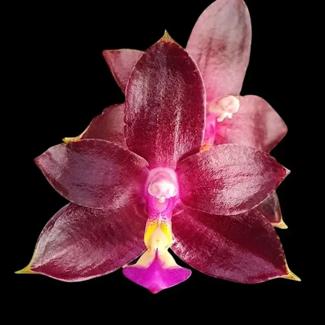 Phalaenopsis Valentinii - Flori Parfumate