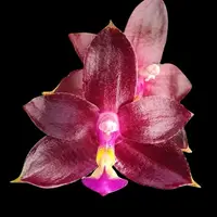 Phalaenopsis Valentinii (Phal. cornu-cervi × Phal. violacea) - flori parfumate — fara flori, frunze cu defecte - ghiveci 2.5 inch