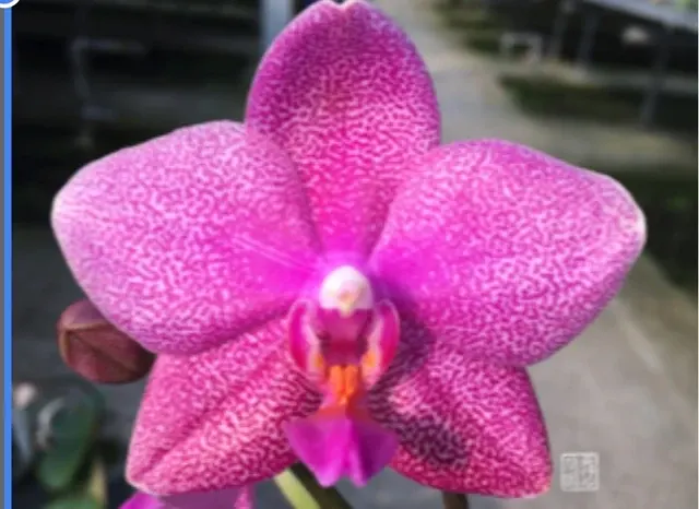 Phalaenopsis Penang