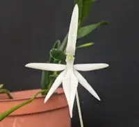 Flask - Jumellea arborescens - Species