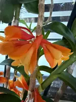 Den. chrysopterum x Den. lawesii 'Two Tone' — Not Currently In Bloom or Spike